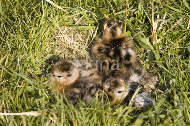 Grutto (Limosa limosa)