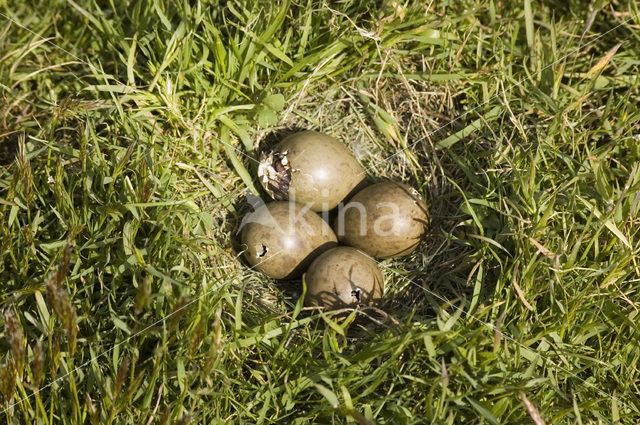 Grutto (Limosa limosa)