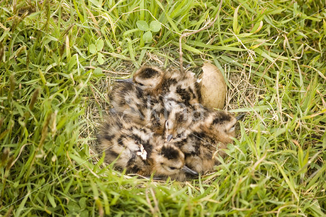 Grutto (Limosa limosa)