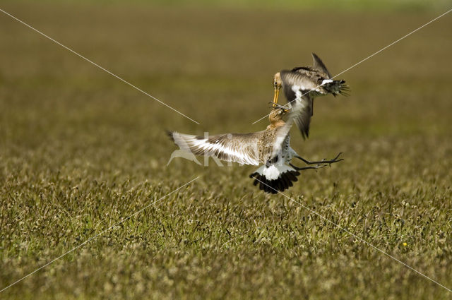 Grutto (Limosa limosa)