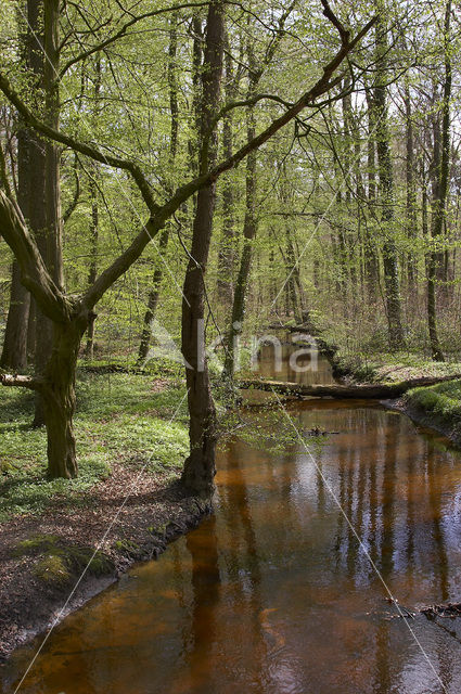 Hasbrucher Urwald