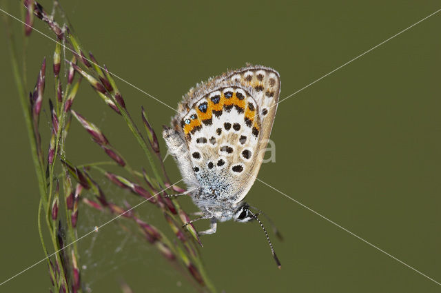 Heideblauwtje (Plebejus argus)