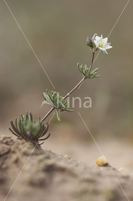 Heidespurrie (Spergula morisonii)