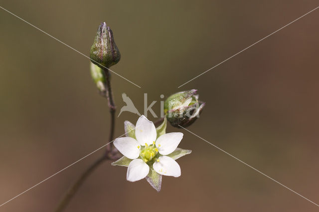 Heidespurrie (Spergula morisonii)