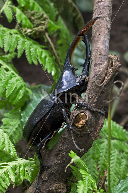 Herculeskever (Dynastes hercules)