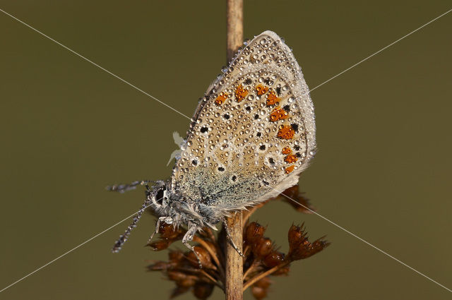 Icarusblauwtje (Polyommatus icarus)