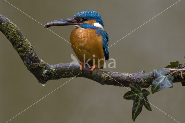 IJsvogel (Alcedo atthis)