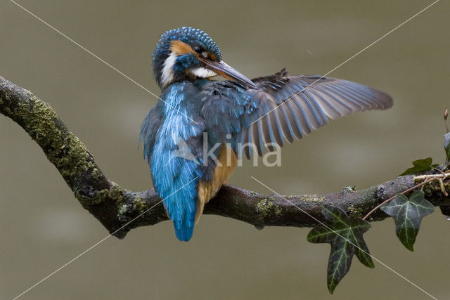 IJsvogel (Alcedo atthis)