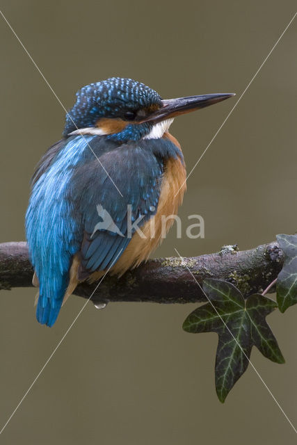 IJsvogel (Alcedo atthis)