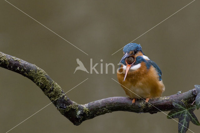 IJsvogel (Alcedo atthis)