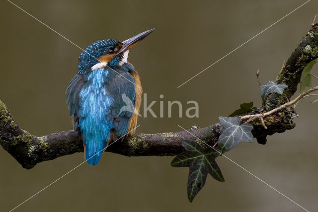 IJsvogel (Alcedo atthis)