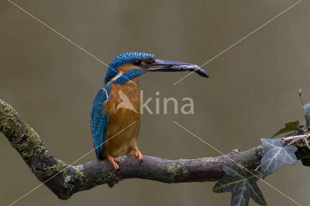 IJsvogel (Alcedo atthis)