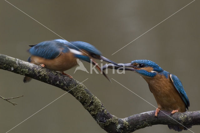 IJsvogel (Alcedo atthis)