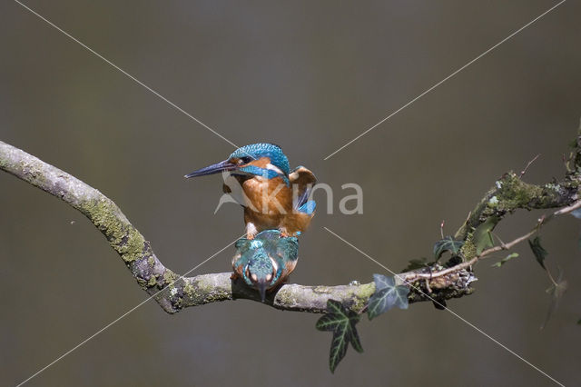 IJsvogel (Alcedo atthis)