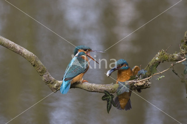 IJsvogel (Alcedo atthis)