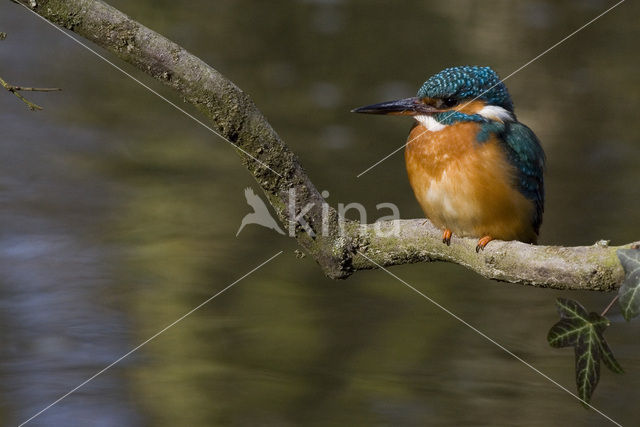 IJsvogel (Alcedo atthis)