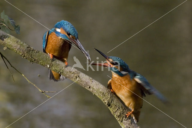 IJsvogel (Alcedo atthis)