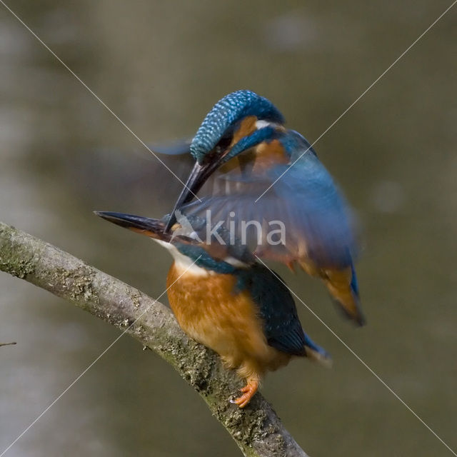 IJsvogel (Alcedo atthis)