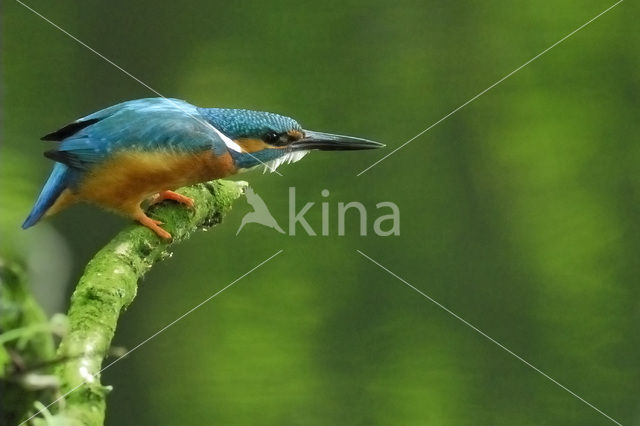 IJsvogel (Alcedo atthis)