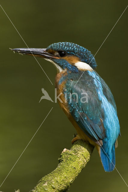 IJsvogel (Alcedo atthis)