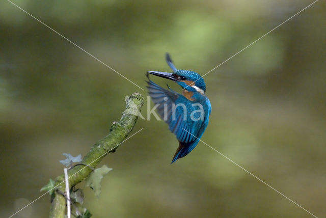 IJsvogel (Alcedo atthis)