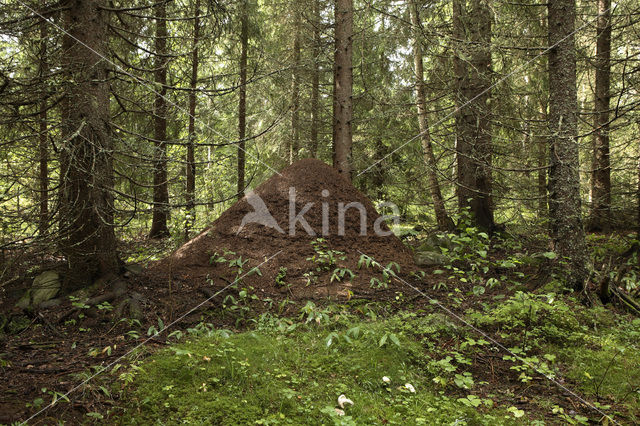 Kale rode bosmier (Formica polyctena)