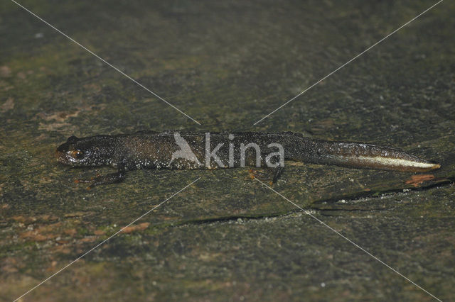 Kamsalamander (Triturus cristatus)