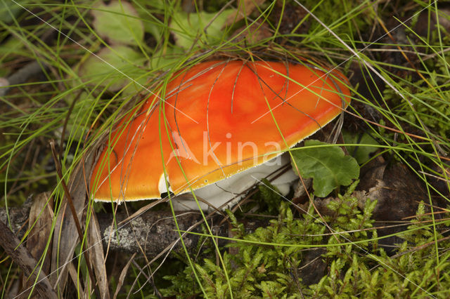 Keizeramaniet (Amanita caesarea)