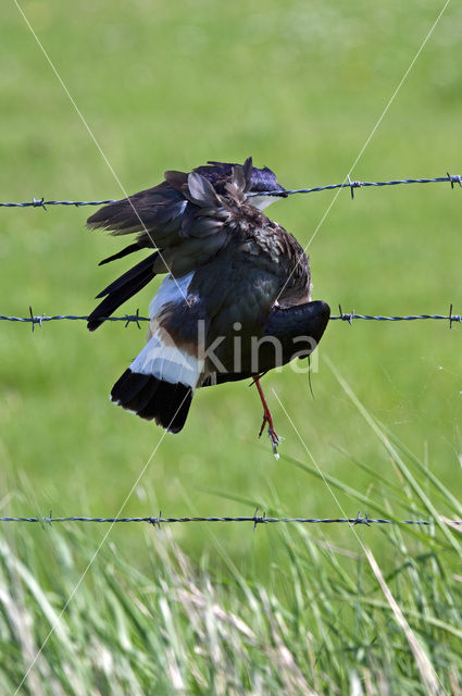 Kievit (Vanellus vanellus)