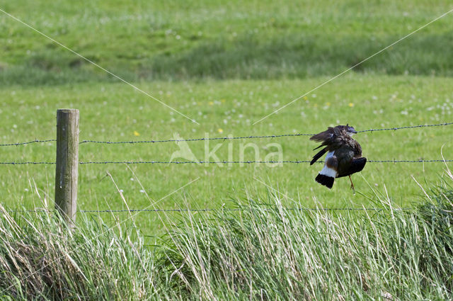 Kievit (Vanellus vanellus)