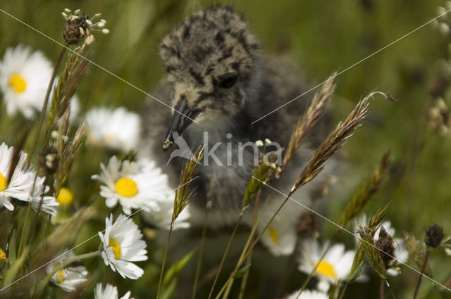 Kievit (Vanellus vanellus)