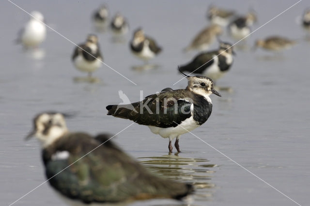 Kievit (Vanellus vanellus)