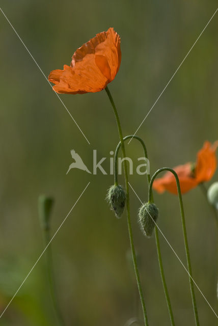 Klaproos (Papaver spec.)