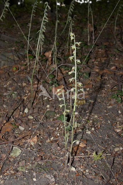 Small-leaved Helleborine (Epipactis microphylla)