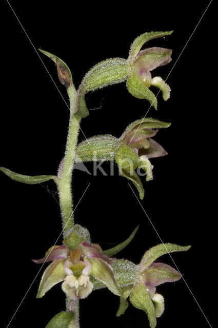 Kleinbladige wespenorchis (Epipactis microphylla)