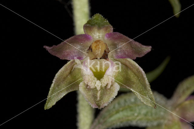 Kleinbladige wespenorchis (Epipactis microphylla)