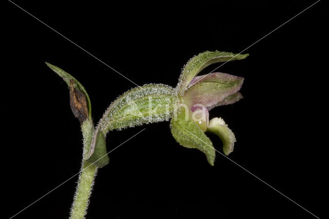 Kleinbladige wespenorchis (Epipactis microphylla)