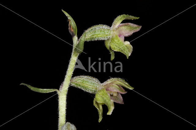 Kleinbladige wespenorchis (Epipactis microphylla)