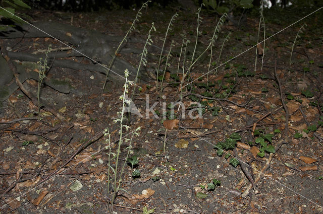 Kleinbladige wespenorchis (Epipactis microphylla)