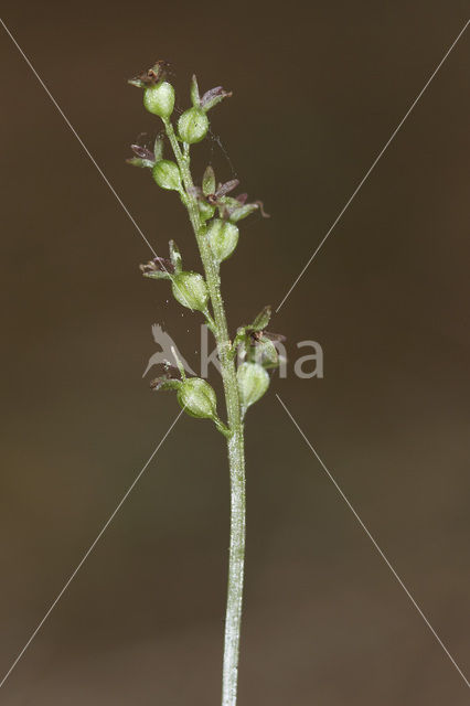 Lesser Twayblade (Listera cordata)