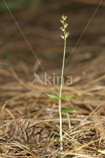 Lesser Twayblade (Listera cordata)