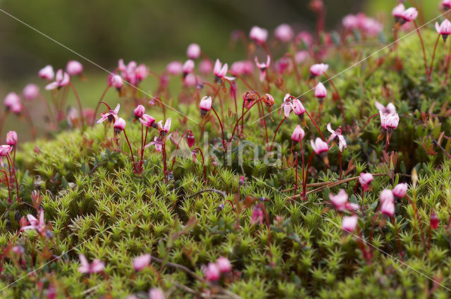 Kleine veenbes (Oxycoccus palustris)