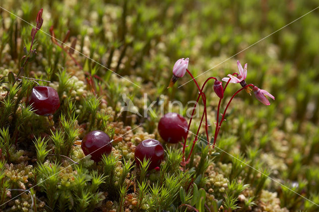 Kleine veenbes (Oxycoccus palustris)