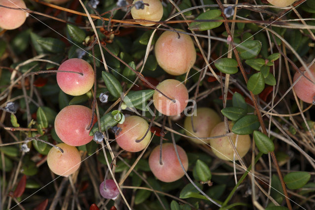 Kleine veenbes (Oxycoccus palustris)