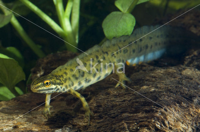 Kleine watersalamander (Triturus vulgaris)