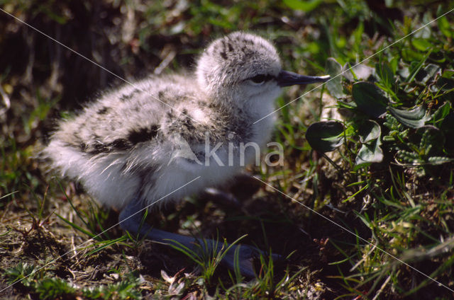 Pied Avocet (Recurvirostra avosetta)