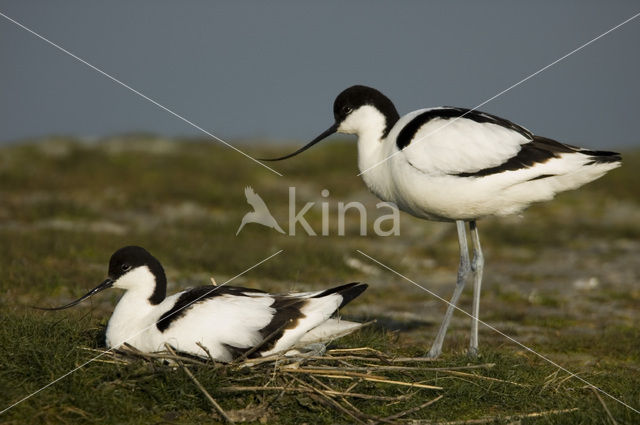 Pied Avocet (Recurvirostra avosetta)