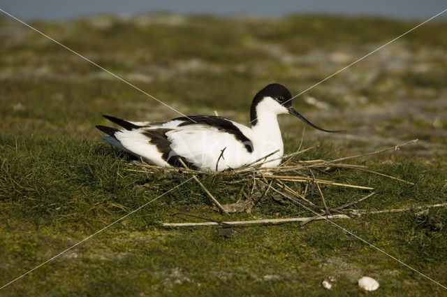 Pied Avocet (Recurvirostra avosetta)