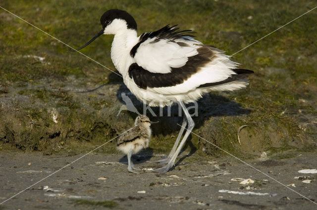 Pied Avocet (Recurvirostra avosetta)