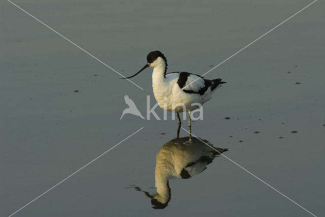 Pied Avocet (Recurvirostra avosetta)